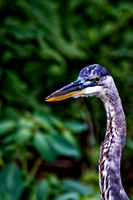 Great Blue Heron Collection