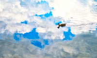 Duck floating in the Clouds