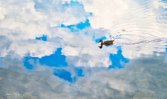 Duck floating in the Clouds