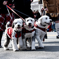 Dogs of Scottish Xmas Walk 2019
