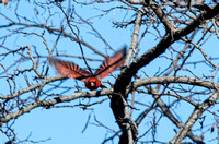 Male Cardinal in flight