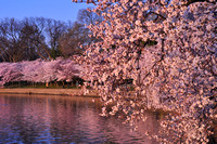 Cherry Trees with Blossoms